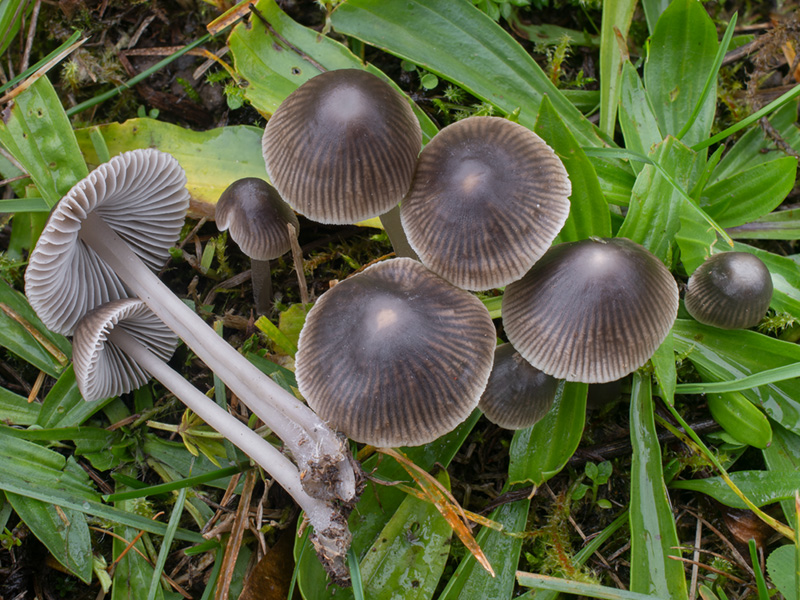 Mycena aetites